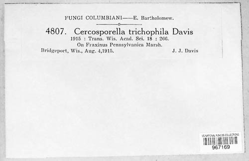 Pseudocercosporella trichophila image